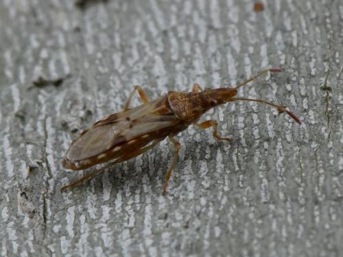 Réf. 218 621 : Belonochilus numenius